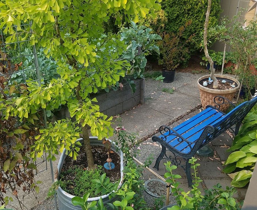 Seating area with gingko tree in pot