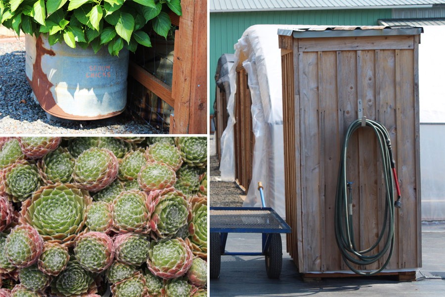 Sedum Chicks - Cold Hardy Succulents