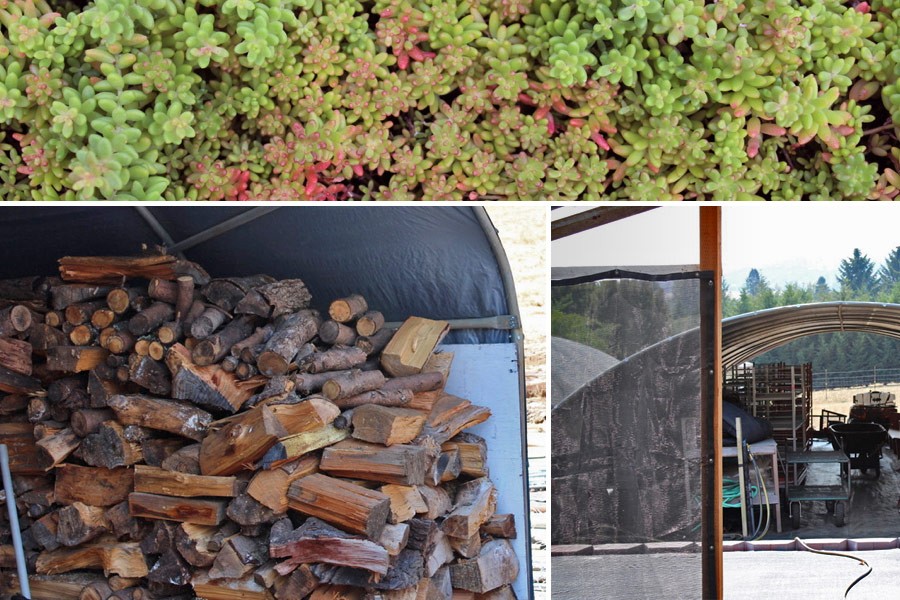 Sedum Chicks - Cold Hardy Succulents