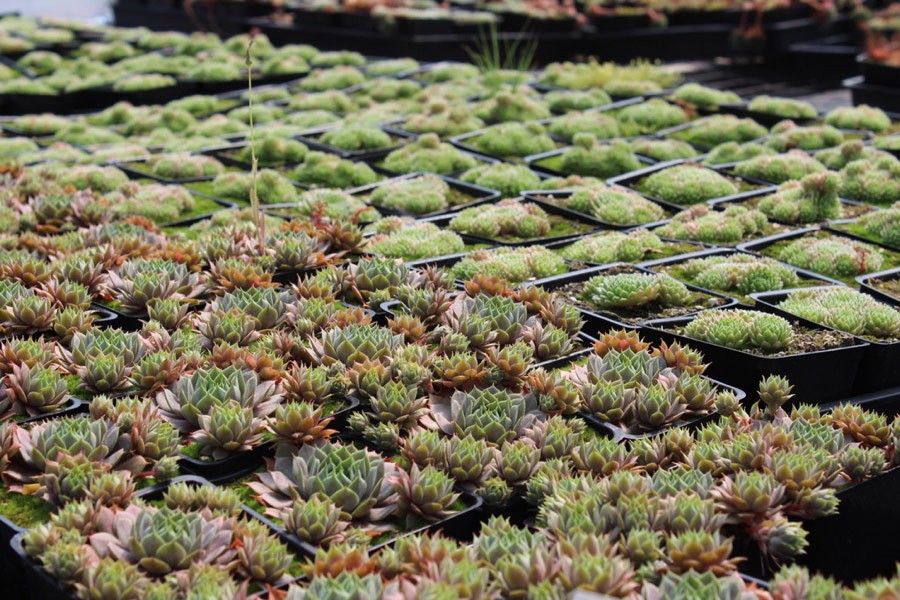 Sedum Chicks - Cold Hardy Succulents