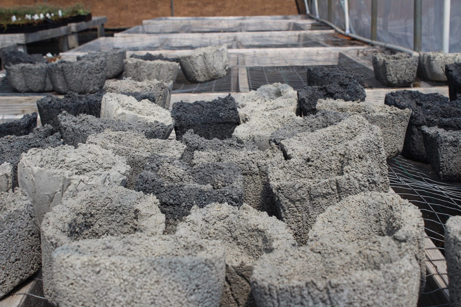 Sedum Chicks - Cold Hardy Succulents