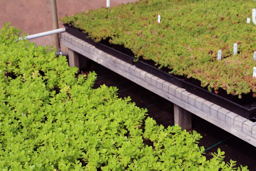 Sedum Chicks - Cold Hardy Succulents