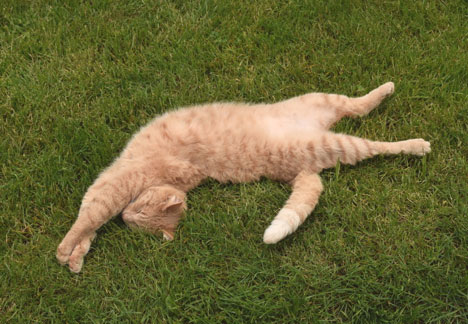 Six Gardening Lessons I Learned from My Cats