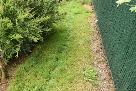 Six Gardening Lessons I Learned from My Cats