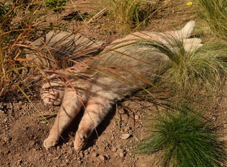 Six Gardening Lessons I Learned from My Cats