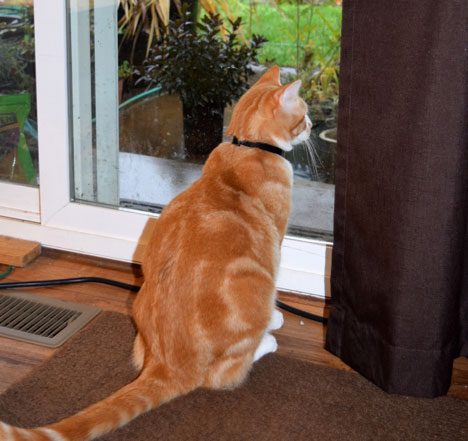 Six Gardening Lessons I Learned from My Cats