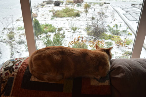 Six Gardening Lessons I Learned from My Cats