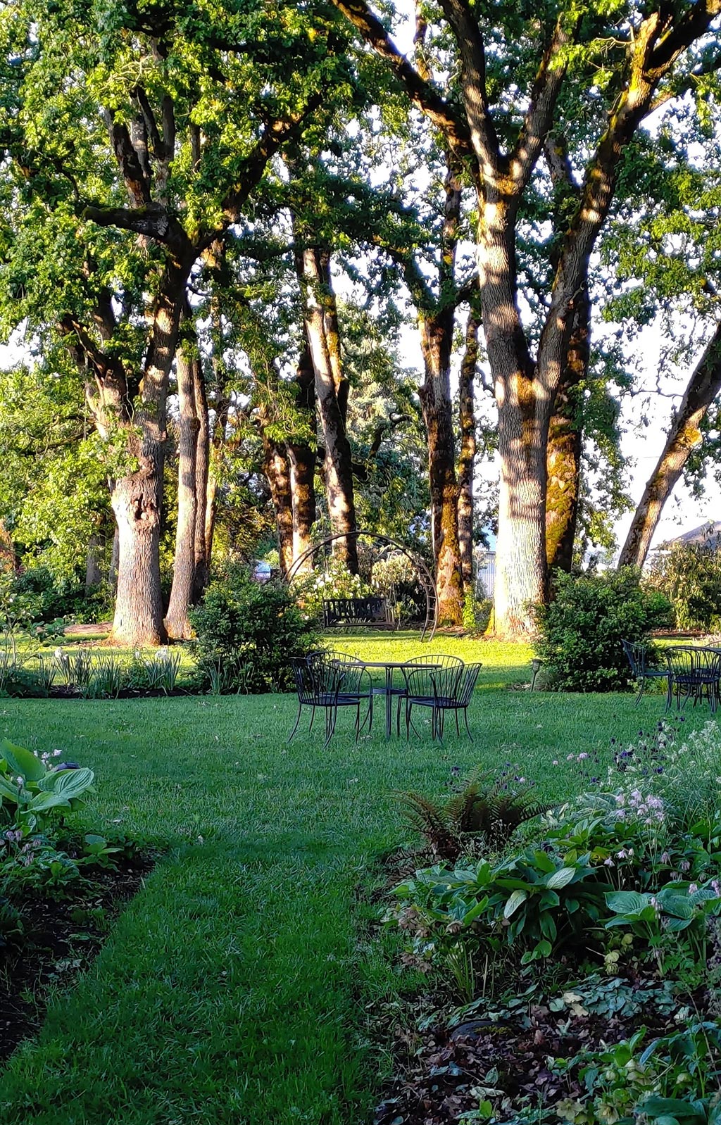 Out in the Garden Nursery: Some of our amazing oaks