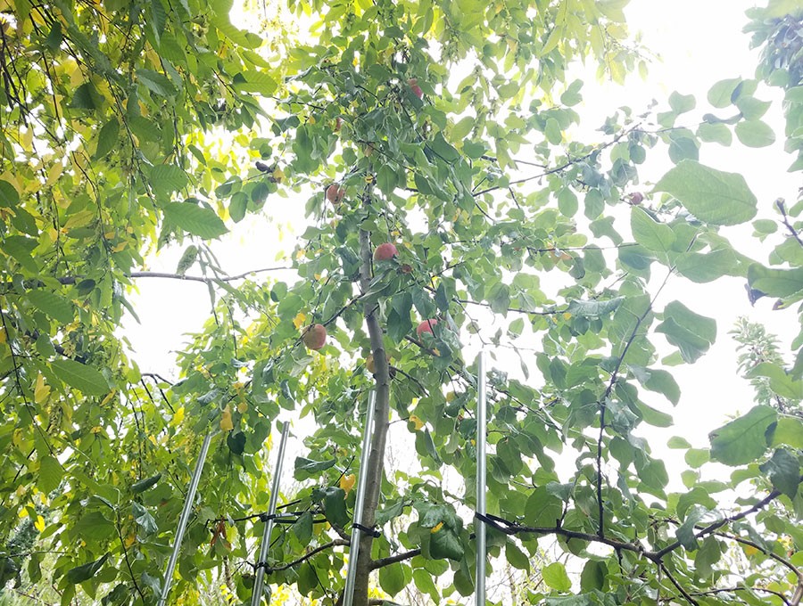 Somewhat espaliered dwarf Liberty apple tree along a pathway using electrical metallic tubing on rebar rods and zip ties