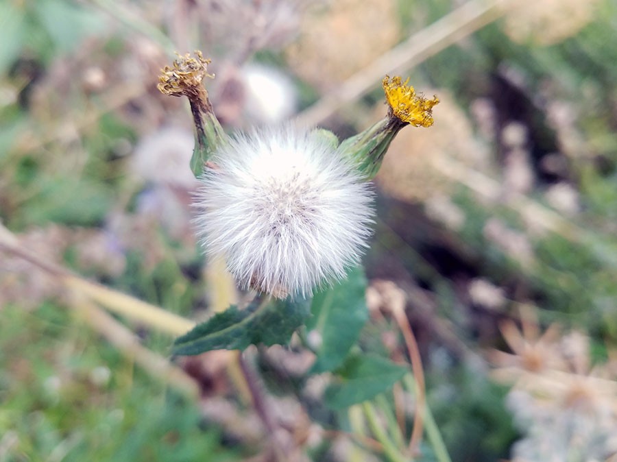 Sow thistle seed head and closed flowers