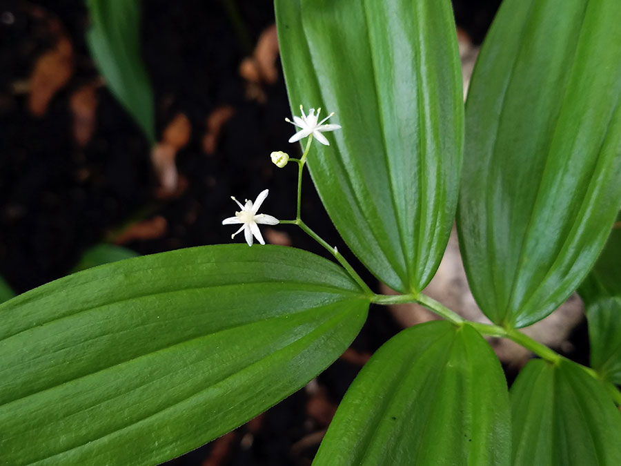 Starry False Solomons Seal