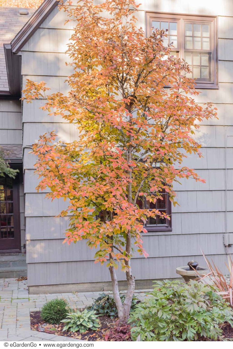 Darcy Daniels Garden Designer