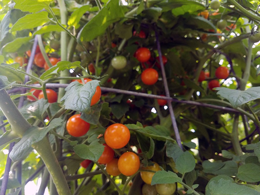 Sun Gold tomatoes in the hog wire cage
