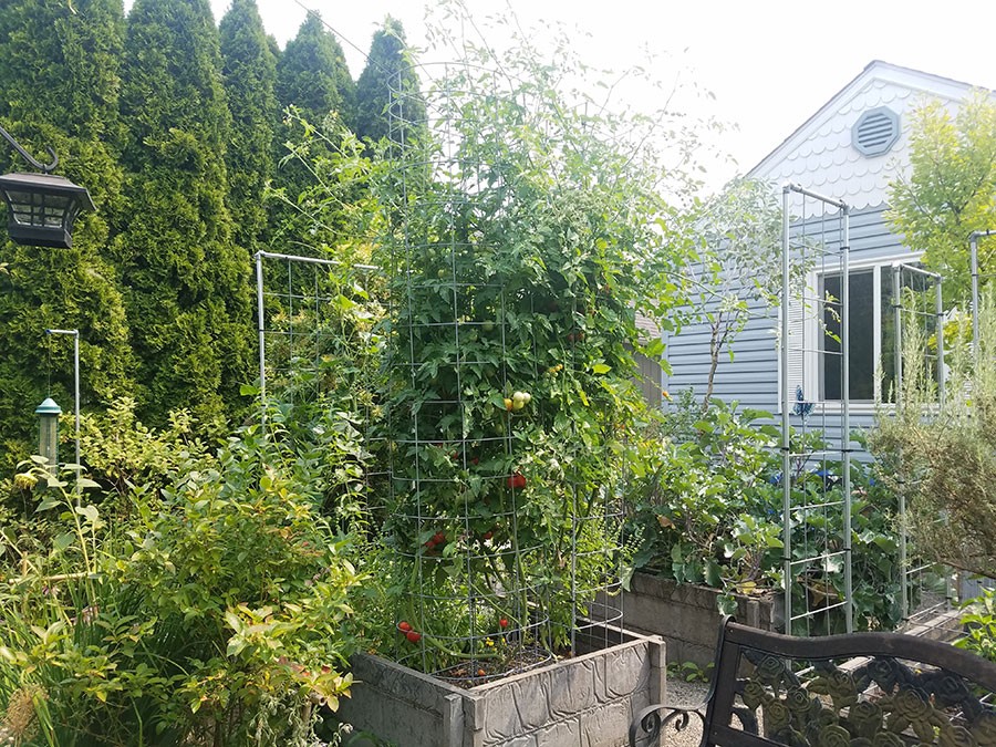 Tomato vines held by 8 feet tall modular hog wire cages
