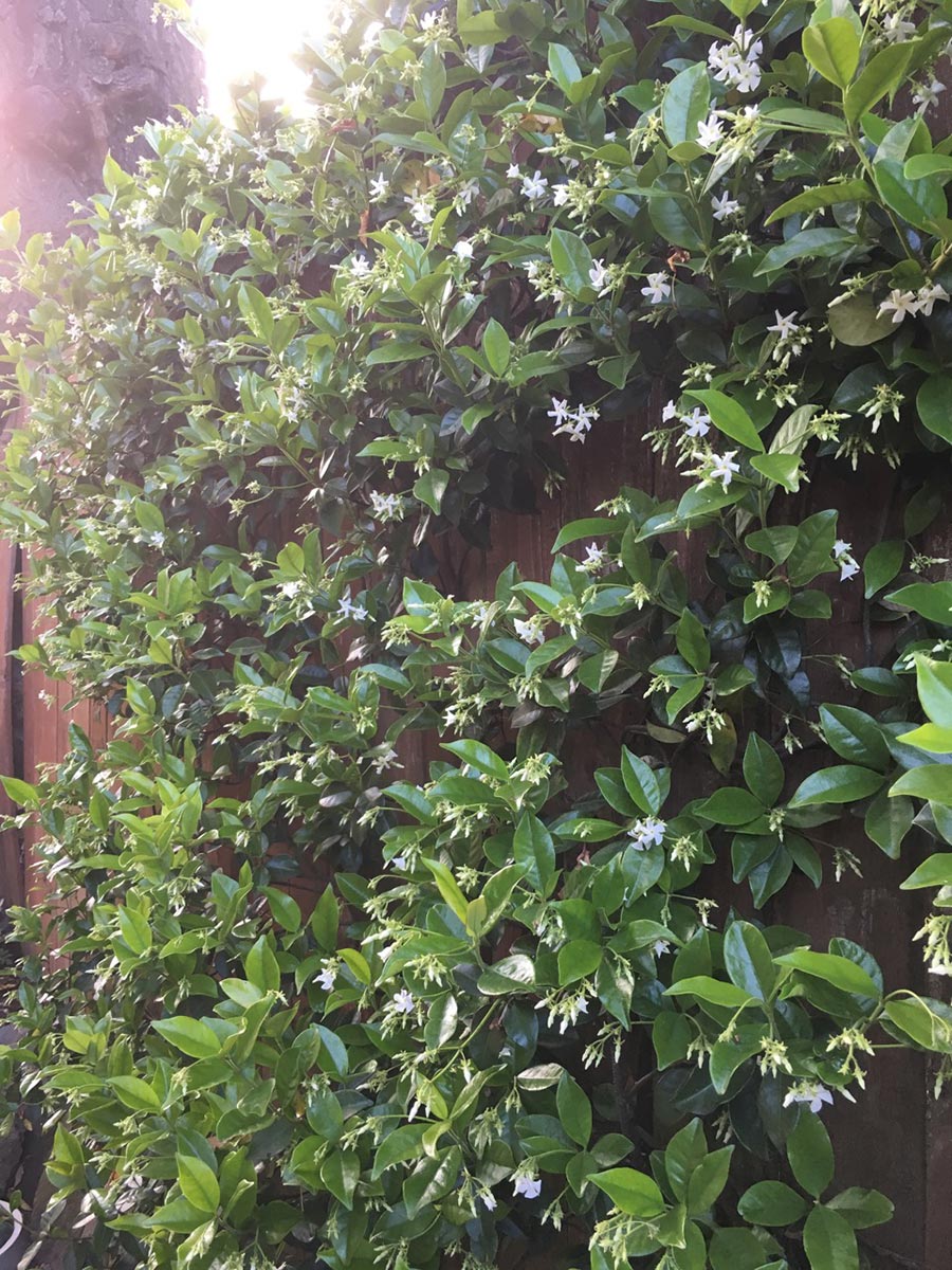 Trachelospermum jasminoides