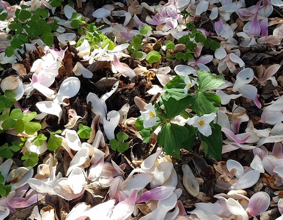Trillium in the Early Magnolia Snow