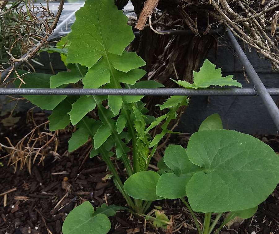 Young sow thistle leaves in a garden bed next to rosemary