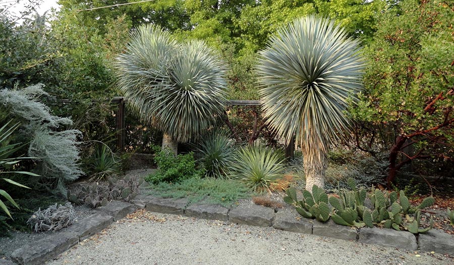 Yucca rostrata