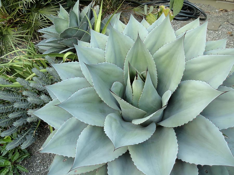 Agave ovatifolia