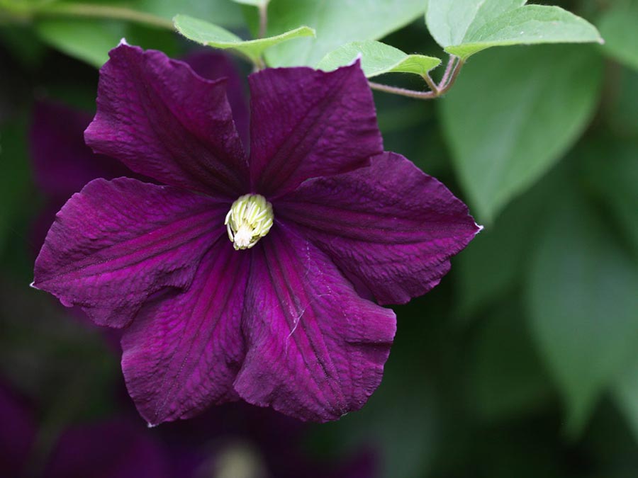 Clematis 'Etoile Violette'