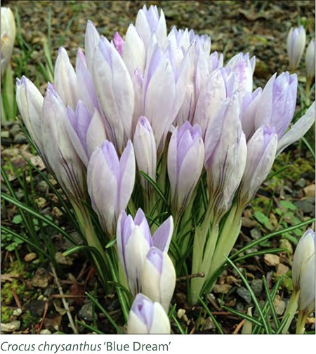 Crocus 'Blue Dream'