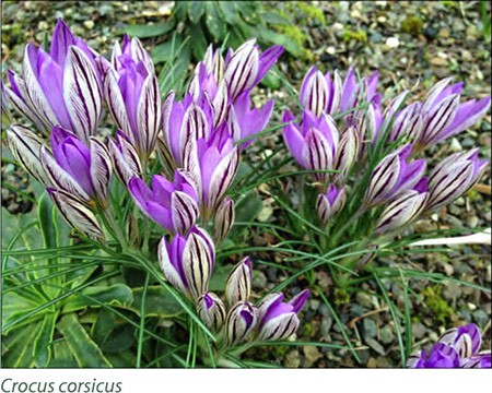 Crocus Corsicus