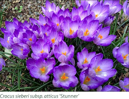 Crocus 'Stunner'
