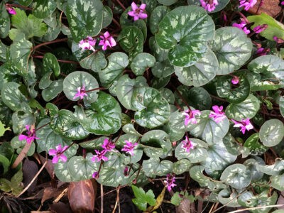 cyclamen coum