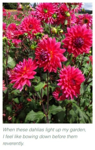 Dahlias