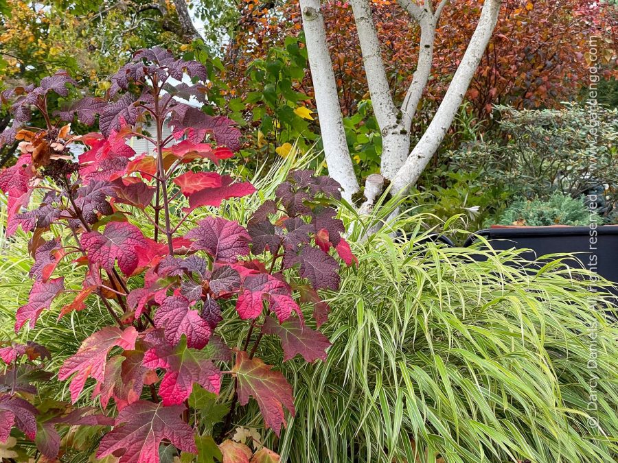 "Mix and Match – Tips for Creating Perfectly Coordinated Plant Combos" with Darcy Daniels