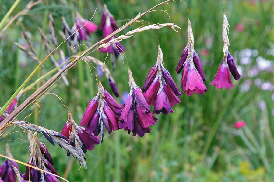 Touring in the East of England with HPSO