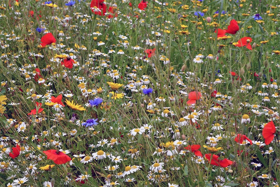 Touring in the East of England with HPSO