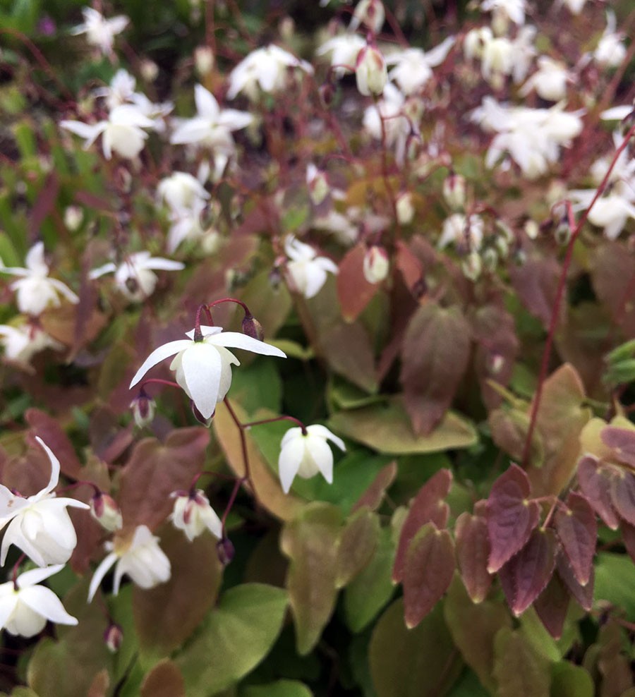 epimedium ground cover