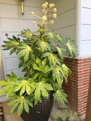 fatsia japonica camouflage