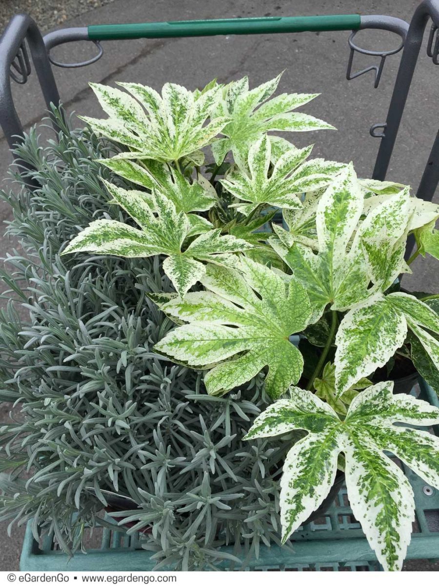 Darcy Daniels Garden Designer