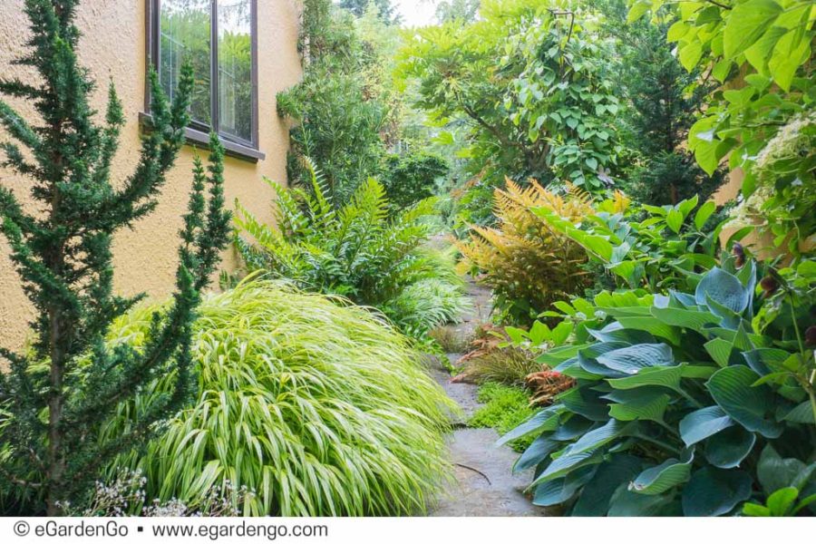 Darcy Daniels Garden Designer