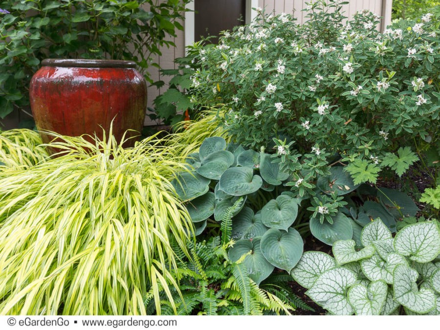 Darcy Daniels Garden Designer