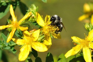 Plant for Pollinators