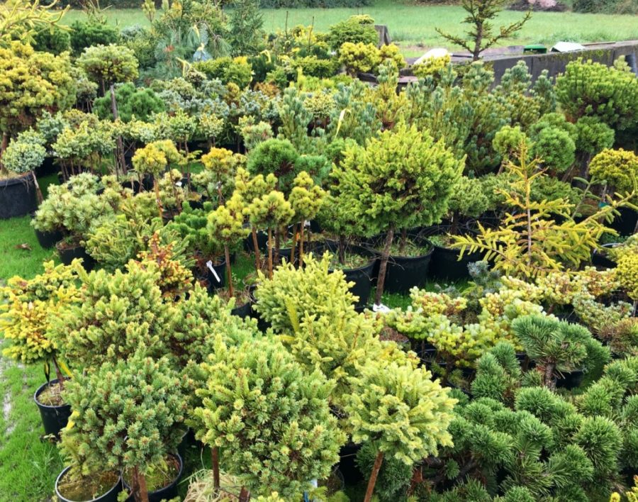 Golden conifers at Bloom River Gardens