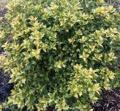 Osmanthus heterophyllus ‘Goshiki’