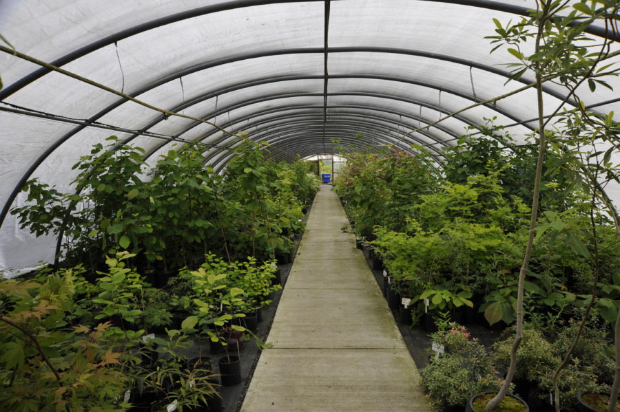 Hoop-houses at Gossler Farms Nursery