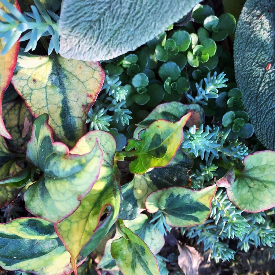 Hellstrip Ground Cover