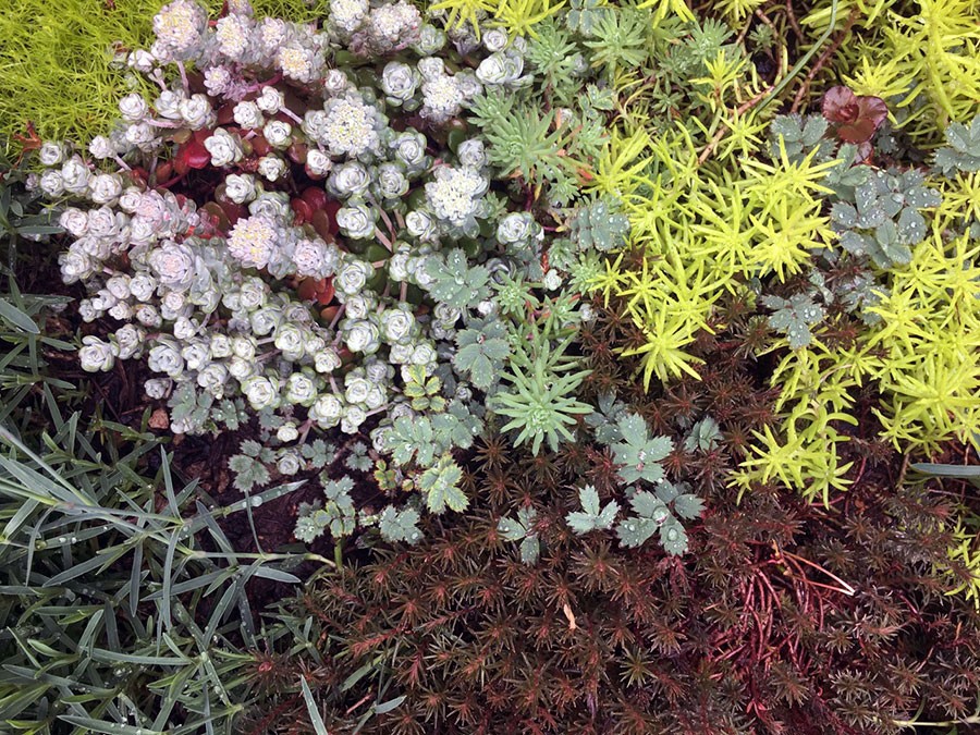 Ground Cover Plants