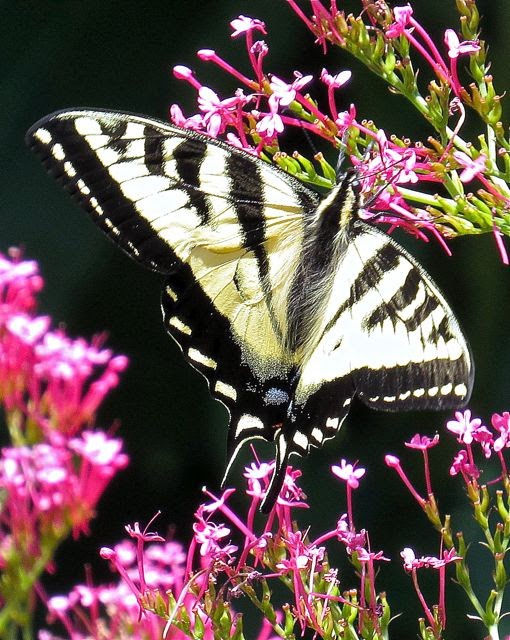 Hardy Plant Society of Oregon Open Gardens