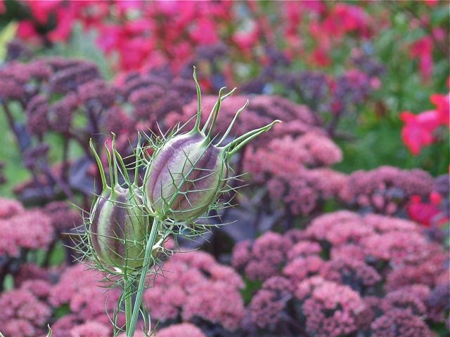 Hardy Plant Society of Oregon Open Gardens