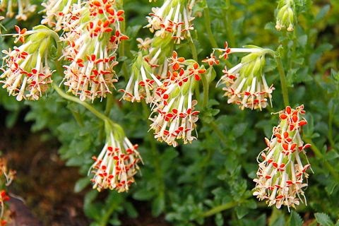 Hardy Plant Society of Oregon Open Gardens