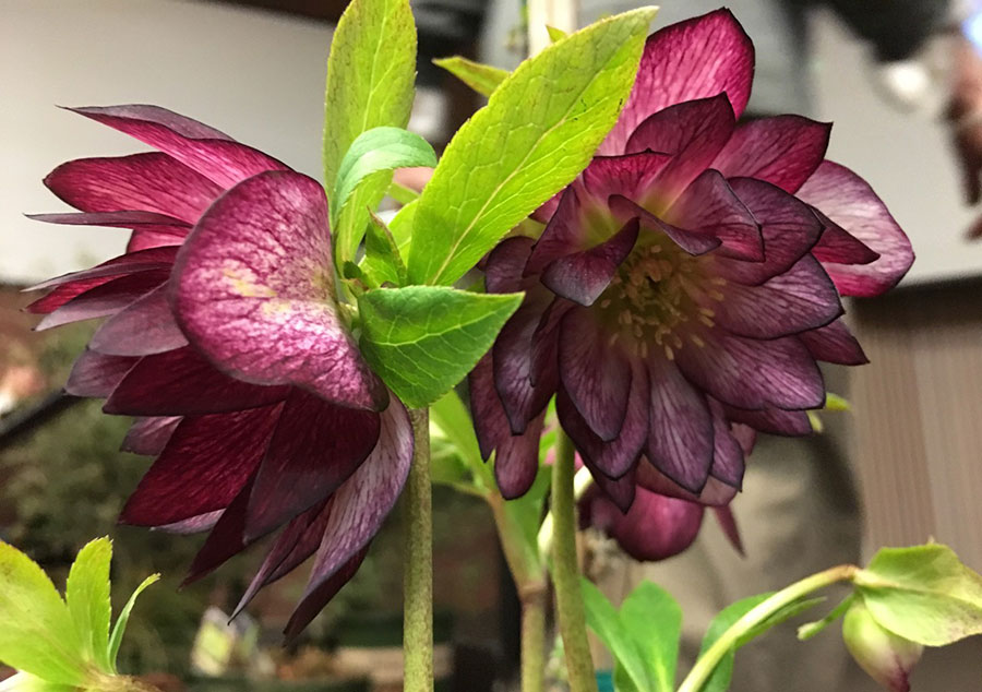 Winter Jewels™ hellebores