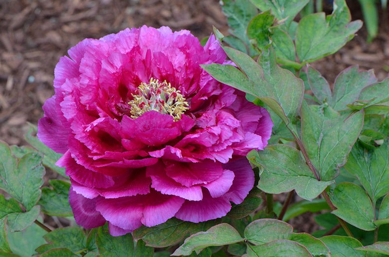 HPSO Open Gardens - The Lents Farmer, Matthew Hubbard