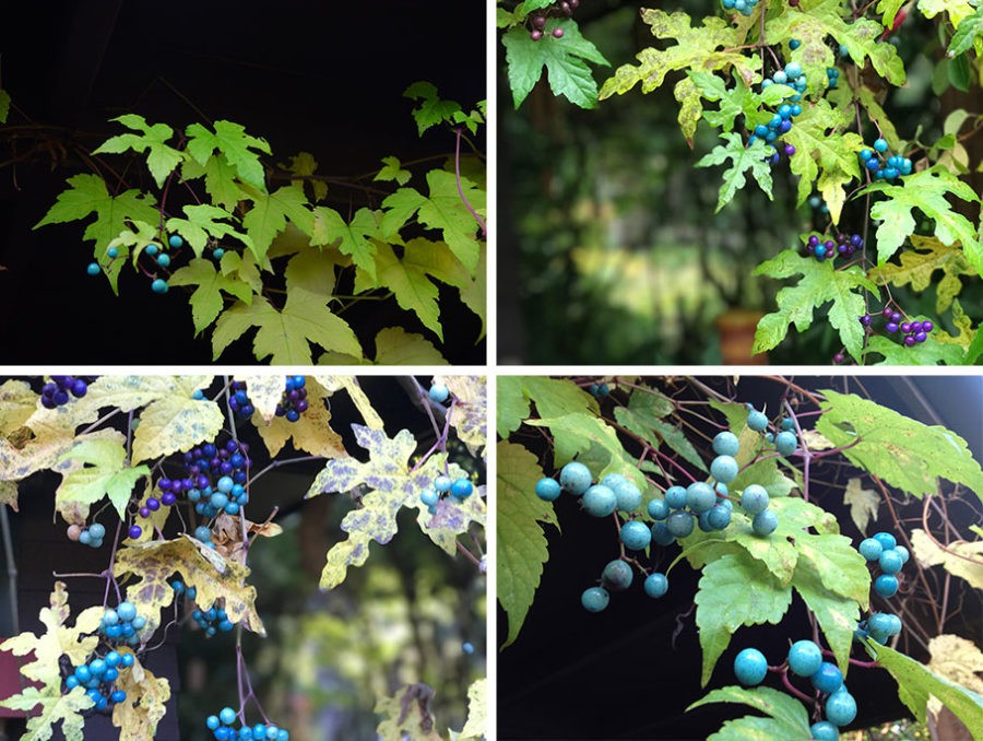 The Courtyard Garden by Linda Wisner