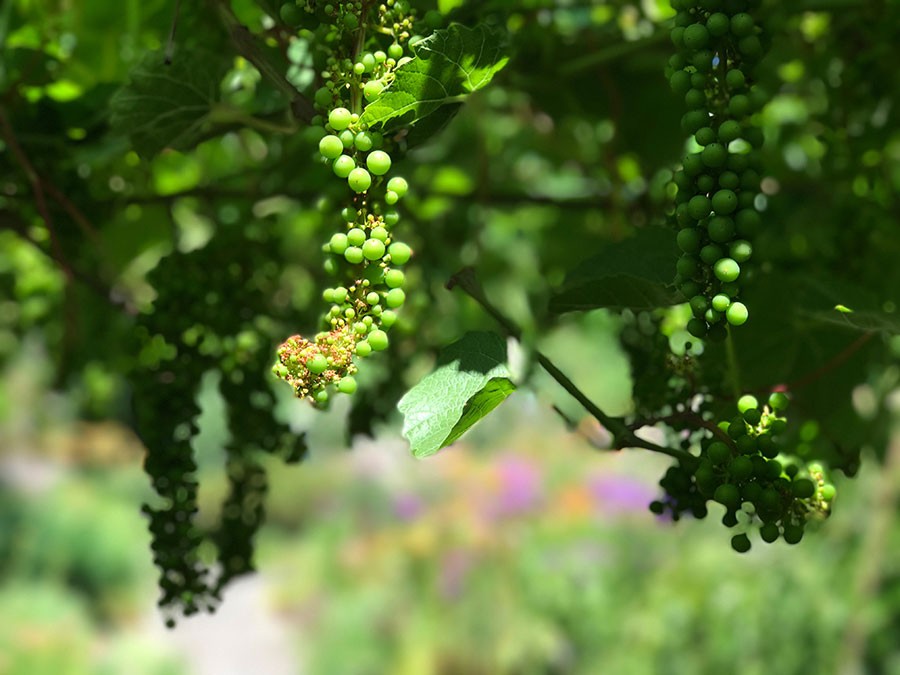 The Courtyard Garden by Linda Wisner